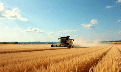 Champ de blé en France lors de la récolte avec moissonneuse